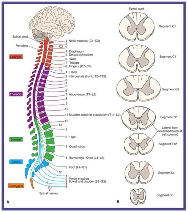 脊髓损伤运动康复案例及运动处方