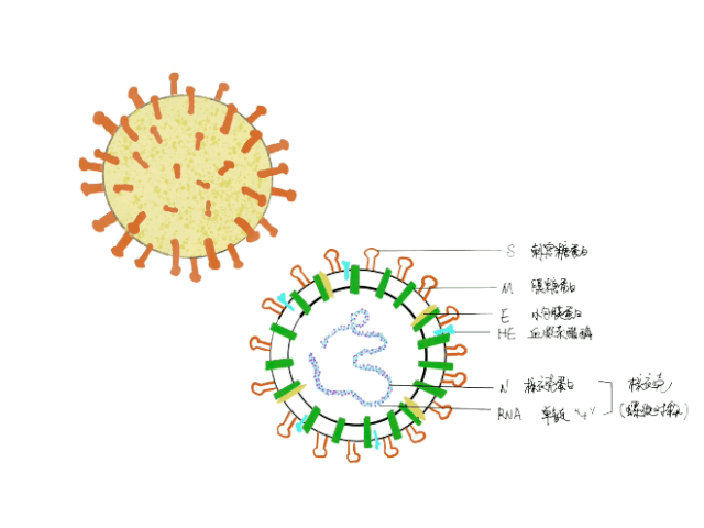 ipadprocreate入门笔记02图层