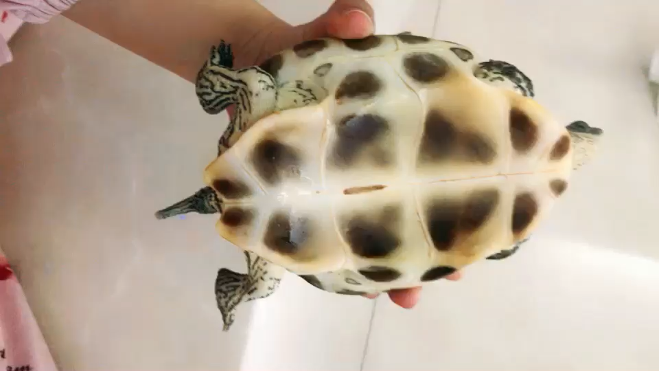 这是什么品种的乌龟呢?