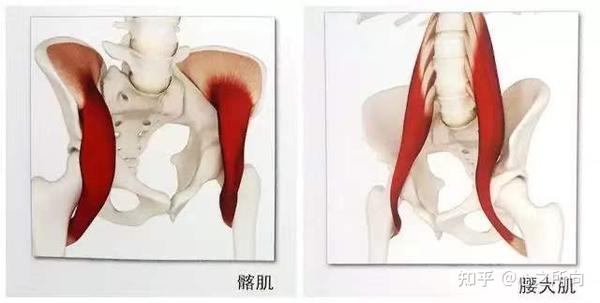 浅谈腰椎疼痛与臀部肌肉关系