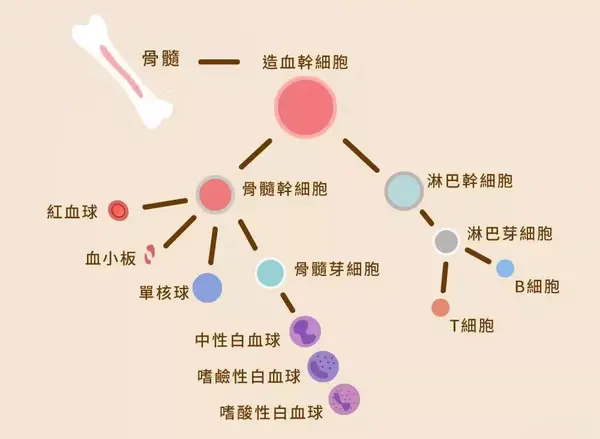 人体的血液细胞主要有三类:白细胞,红细胞,血小板.