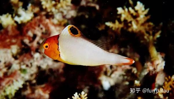 queen parrotfish,killer whale spotted parrotfish 斑点鹦嘴鱼