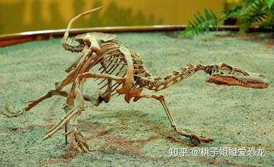 博物馆里面迅猛龙化石模型装架展示