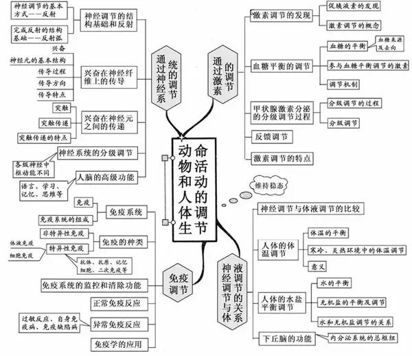 动物和人体生命活动的调节