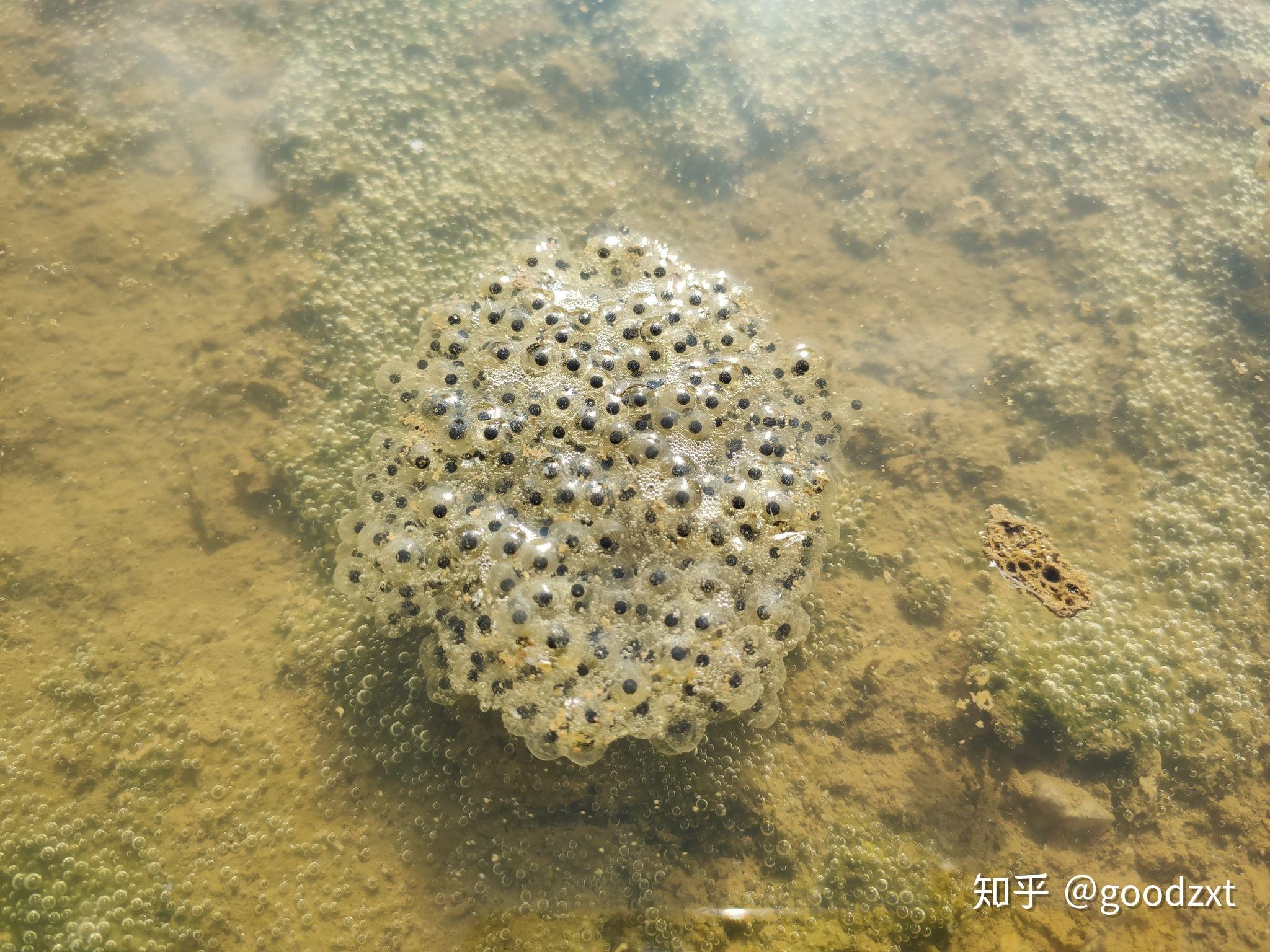 求青蛙卵与蟾蜍卵排列区别