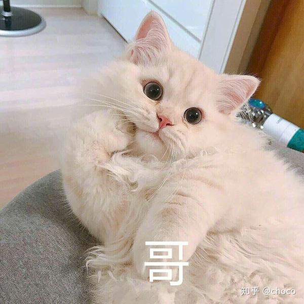 你有哪些让你一秒变开心的表情包?