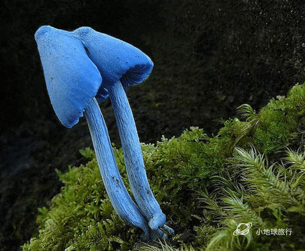 它的名字十分耿直地叫天蓝蘑菇(sky-blue mushroom),拉段文学名