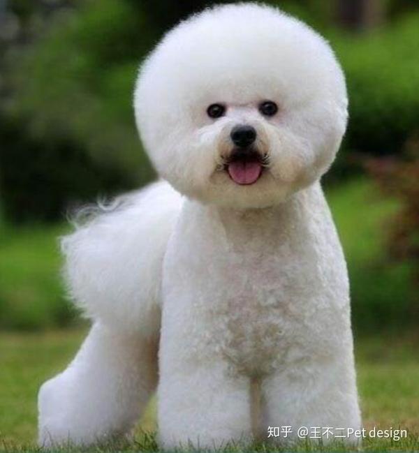 贵宾犬的造型分类?