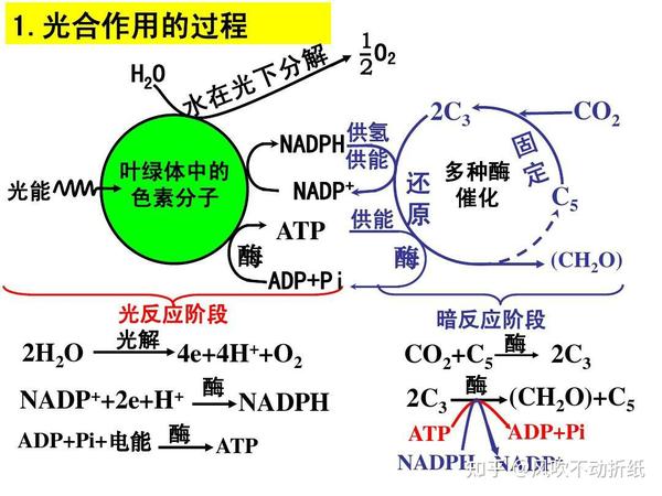 4.无氧呼吸的过程 有氧第一阶段与无氧第一阶段相同 二.