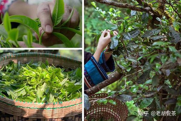 找茶难?古树普洱茶到底多少钱,听听老茶农怎么