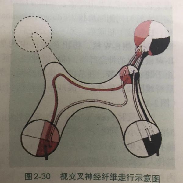 组成包括六部分,视神经,视交叉,视束,外侧膝状体,视放射,视皮层 .