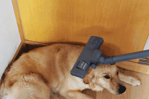 2021年双十一吸尘器推荐,吸尘器哪个牌子好?