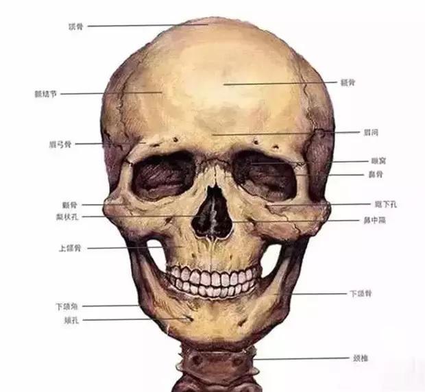 自学画画的萌新想问一下头骨有必要深入了解吗还是只要了解三庭五眼