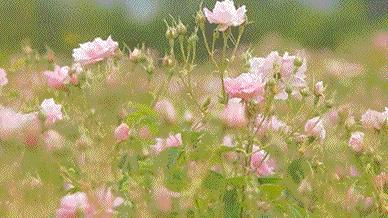 收藏植物朋友怎么写这几种方法超实用