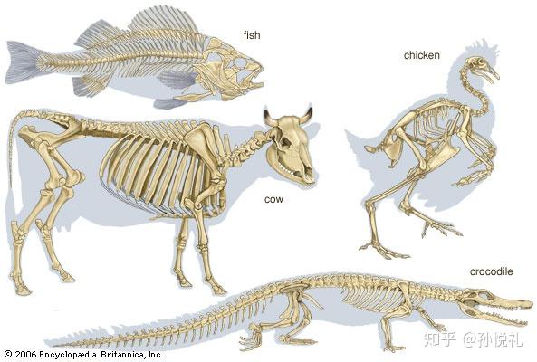 脊椎动物看起来类似的骨架,骨骼内部的微结构大不相同