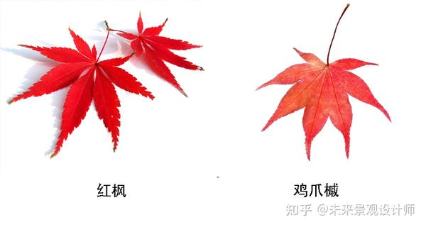 红枫和鸡爪槭的区别