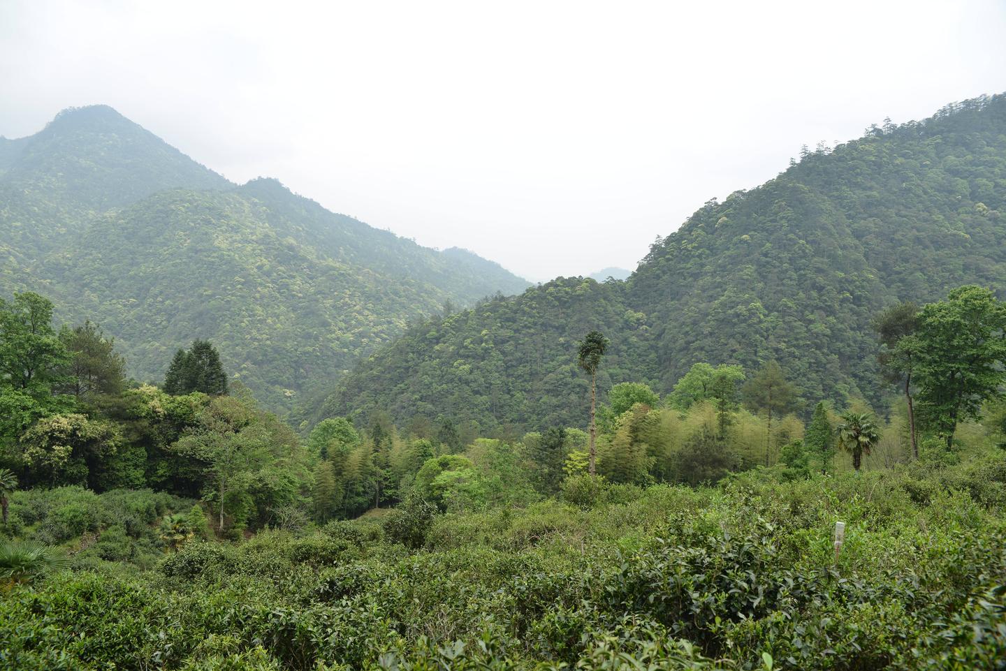 红茶发源地的历史故事武夷山桐木关