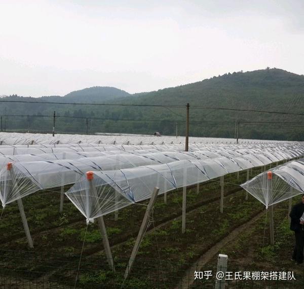 葡萄使用避雨棚架有哪些作用?