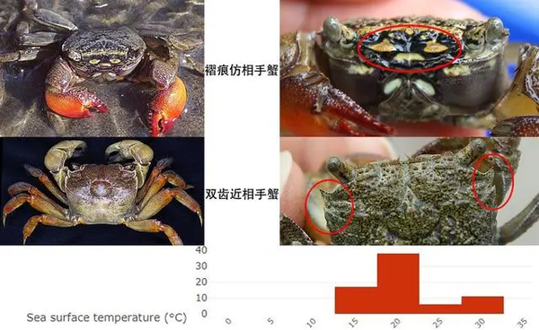 仿相手蟹和近相手蟹的区别