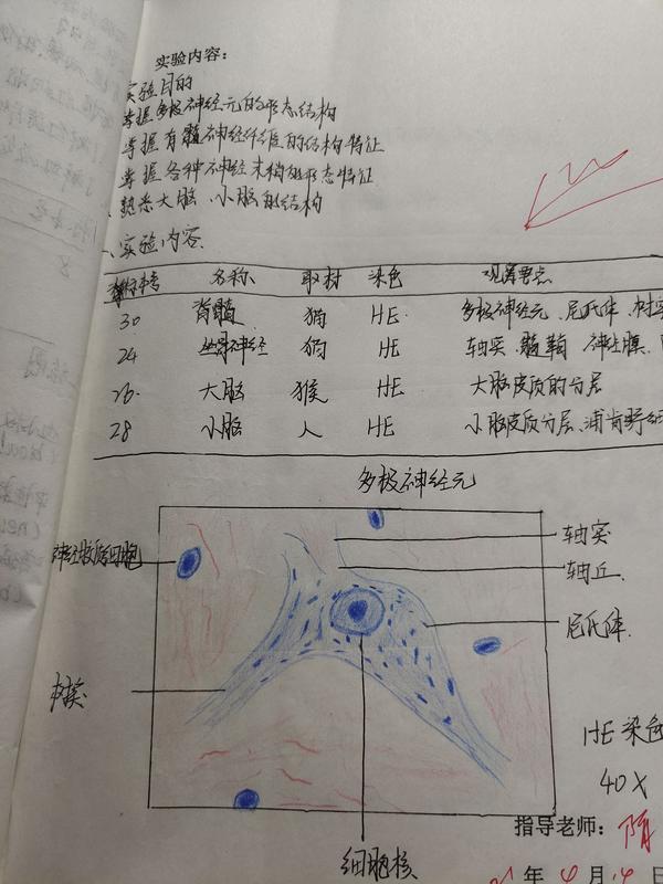 19 孩子还有几天就要组胚实验考试了,是认切片,不知道该怎么办,感觉都