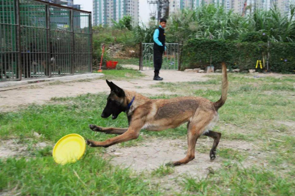 深圳训犬鹏城k9快乐训犬俱乐部马犬训练