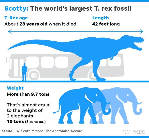 图注:霸王龙"斯科蒂"的体型对比,图片来自网络
