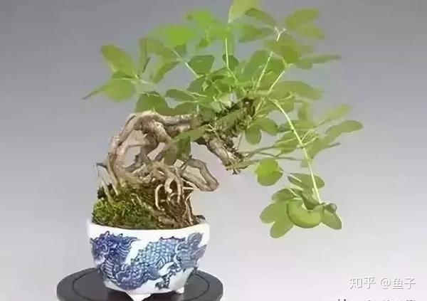八月瓜盆景的鉴赏以及栽培养护
