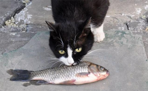 猫真的爱吃鱼吗?吃鱼的话吐刺吗?