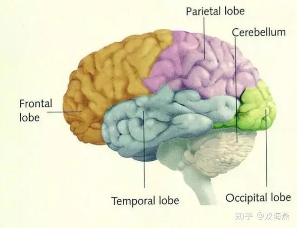 脑科学证明你总骂孩子是什么他最后就变成什么这叫自我实现