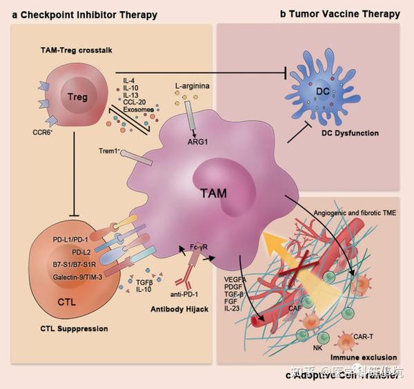 肿瘤相关巨噬细胞TAM 知乎