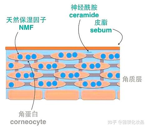 神经酰胺精华丨修复皮肤屏障改善肌肤敏感