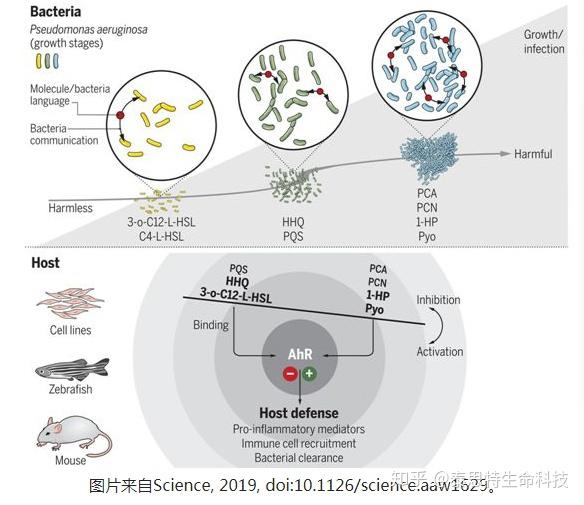 宿主细胞利用芳烃受体侦查细菌群体感应信号