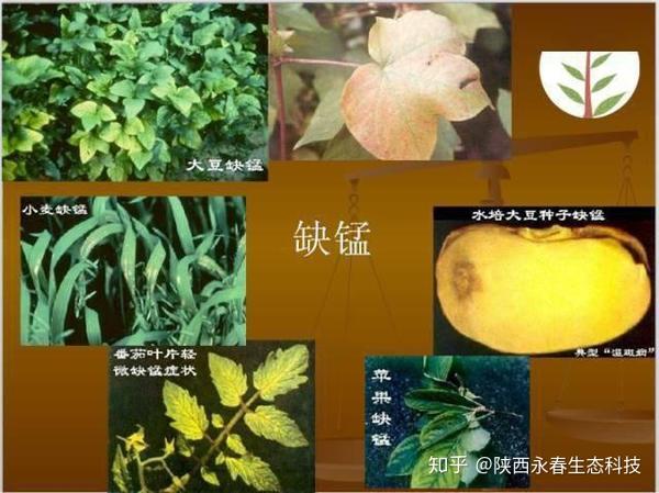 植物缺锰症状:症状从新叶开始,叶片脉间失绿,叶脉仍为绿色,叶片上