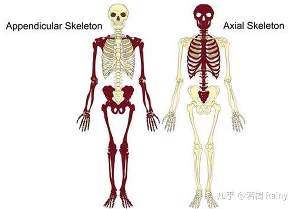 作用:杠杆作用,支撑,保护 分类: axial skeleton 中轴骨:头骨,脊柱