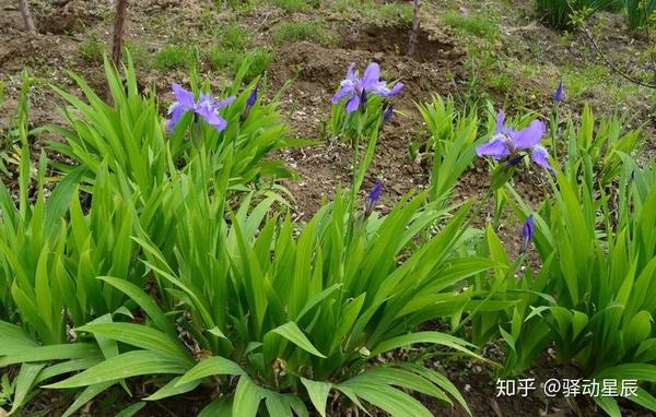 别名:川射干,乌园,乌鸢,紫蝴蝶,蓝蝴蝶,老鸦扇,扁竹叶,九把刀,燕子花