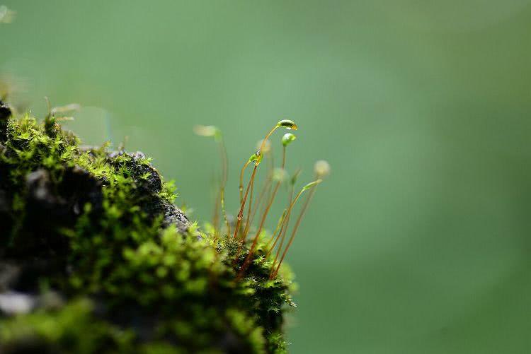 苔花虽小亦藏春