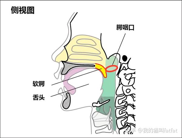 软腭(velum) - 知乎