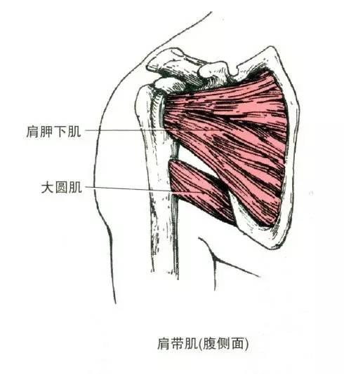 肩袖损伤能自愈吗?应该做些什么康复训练?