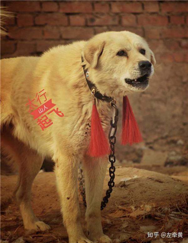 太行犬我们无言的伙伴它将何去何从