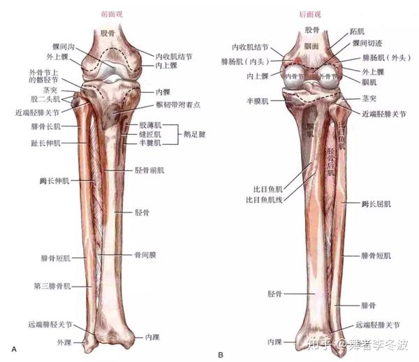 膝盖解剖图前,后,通过图片我们可以很清晰的看到膝盖局部的每一块骨骼