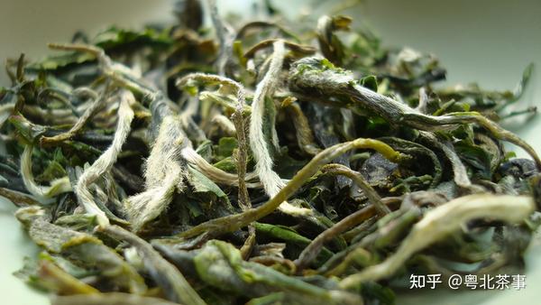 广东白毛茶大叶茶种特有的兰花香茶叶知多少