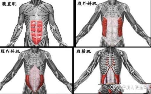 腹部大体上有几个肌群:腹外斜肌,腹外斜肌,腹直肌和腹横肌.