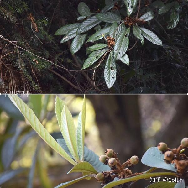 枇杷eriobotrya japonica (thunb.) lindl枇杷属