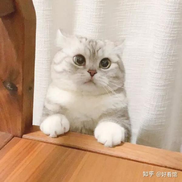 可爱猫狗头像|可爱又憨憨的头像|可爱又沙雕的猫咪头像|帅气的猫狗