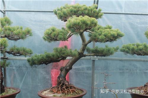 这个罗汉松怎么做造型?主干大概1cm?