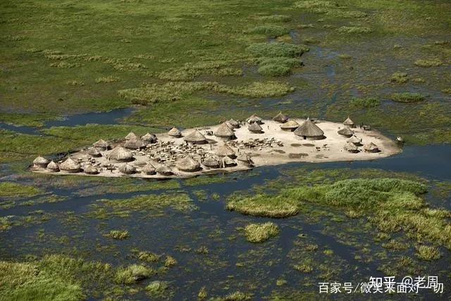 苏德沼泽还生长着很多野生稻,可我记得,您家"苏美尔巴比伦"可是种小麦