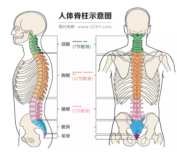 骶骨,尾骨构成,最上7节椎骨称为颈椎,中间12节称为胸椎,下方5节称为