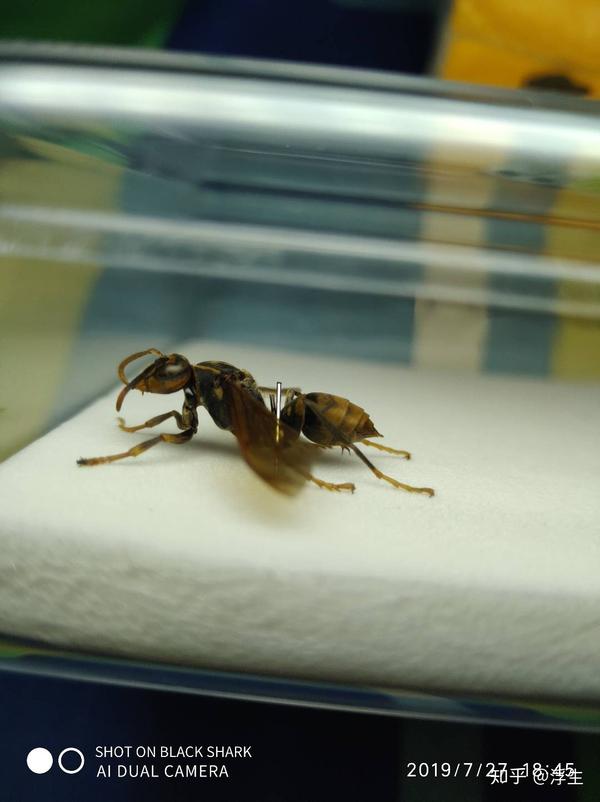 昆虫标本系列黄蜂