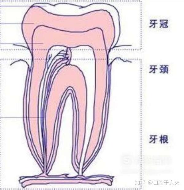 口腔科最基础的知识科普