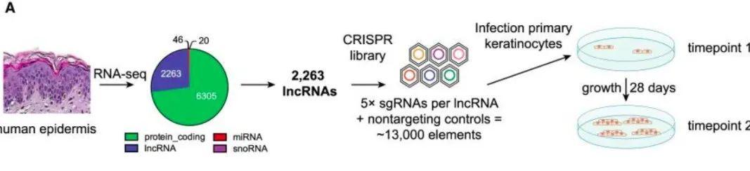 一文概览CRISPR Cas9技术在六大领域的研究进展 知乎